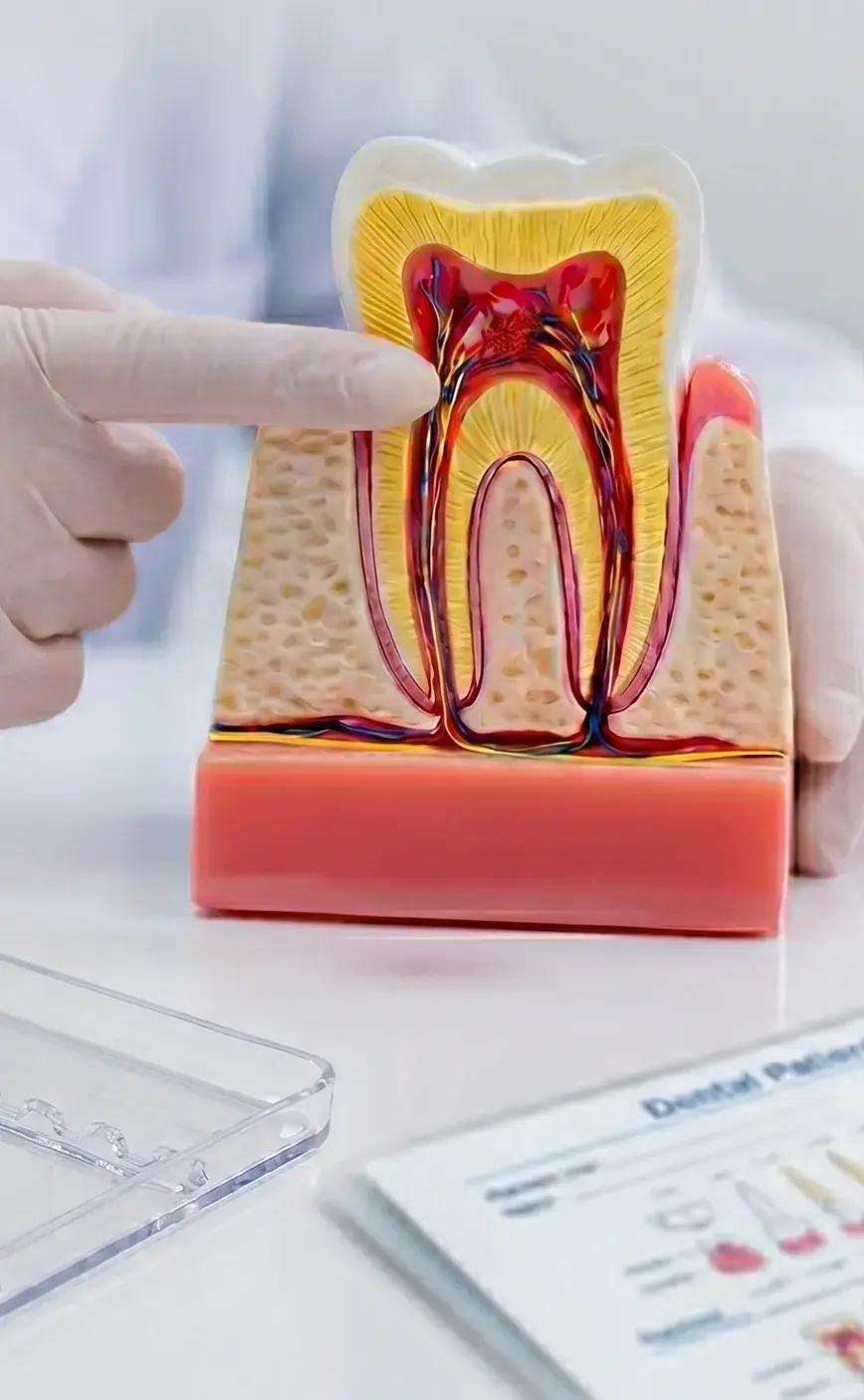 A gloved hand points to a cross-section model of a tooth on a white surface. The tooth's layers and nerves are visible, highlighting dental anatomy.